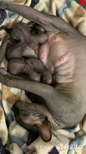 Канадский сфинкс