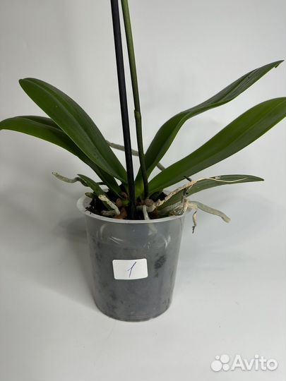 Орхидея фаленопсис