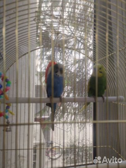 Попугайчики волнистые