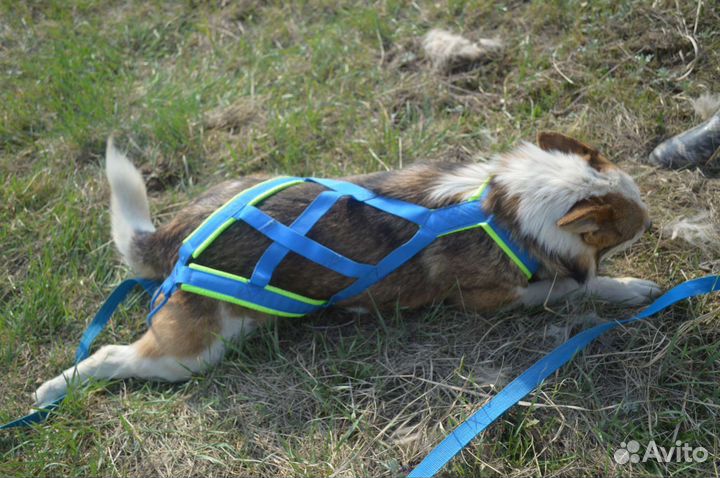 Красивая собака ищет дом