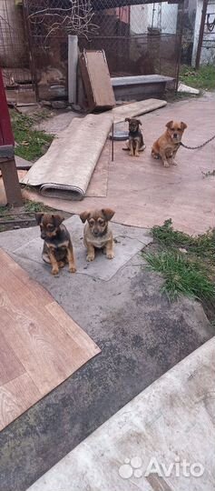 Щенки бесплатно