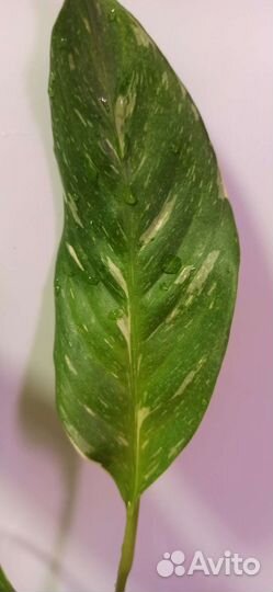 Спатифиллум домино