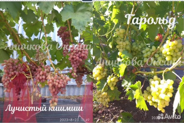 Саженцы и черенки винограда