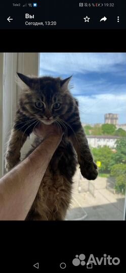 Кошка в дар бесплатно