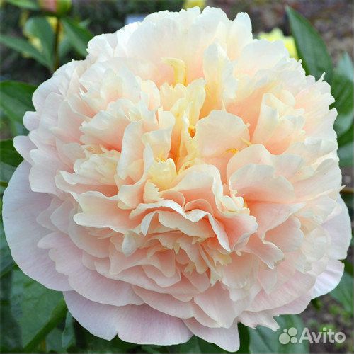 Пионы саженцы. Доставка