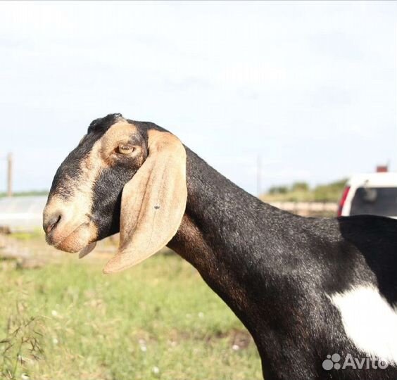 Англо-нубийские козочки