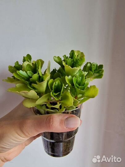 Каланхоэ African Ruby. Календива Москва. Балашиха
