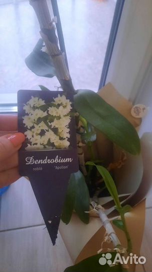 Орхидея дендробиум отросток