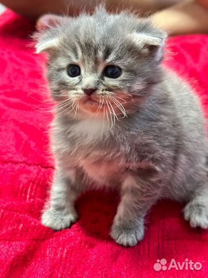 Вислоухий котик