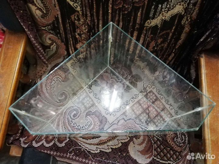 Сомики анциструсы