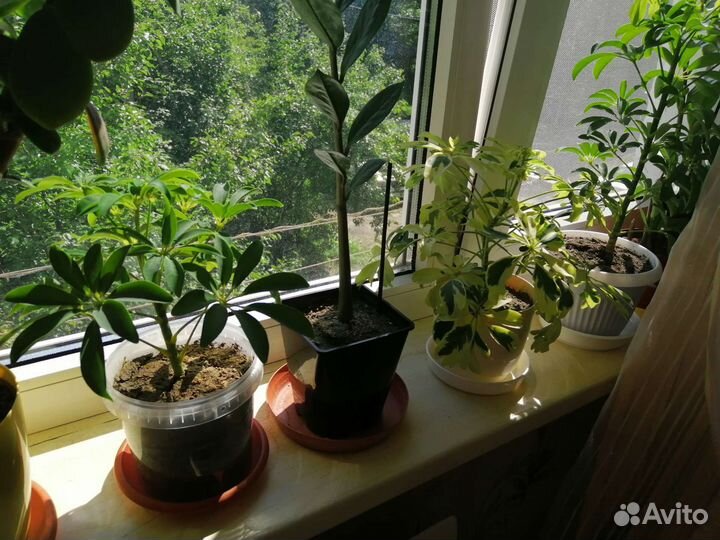 Комнатные цветы