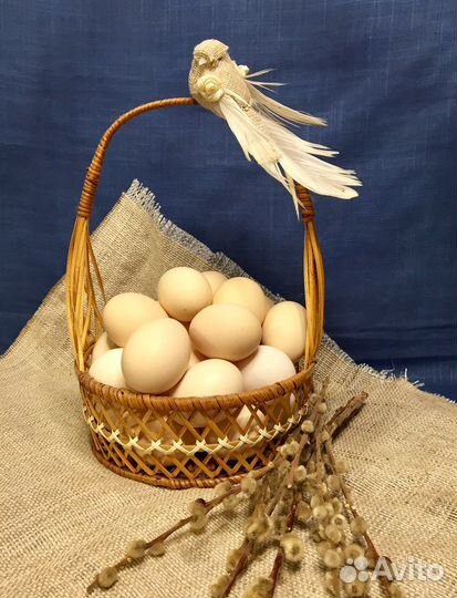 Инкубационное яйцо Пушкинская порода