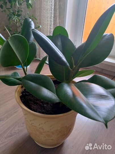 Фикус каучуконосный большой