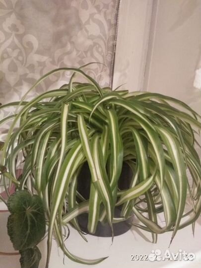 Хлорофитум