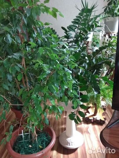 Комнатные цветы юкка