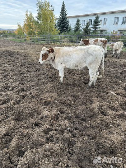 Бычки и телки на откорм (герефорды, симменталы, ан