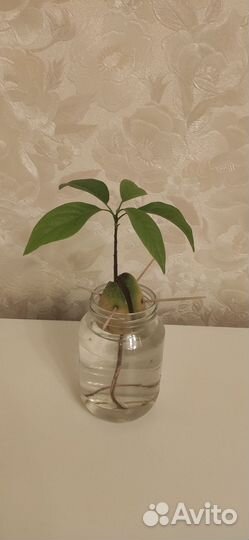 Авокадо отросток