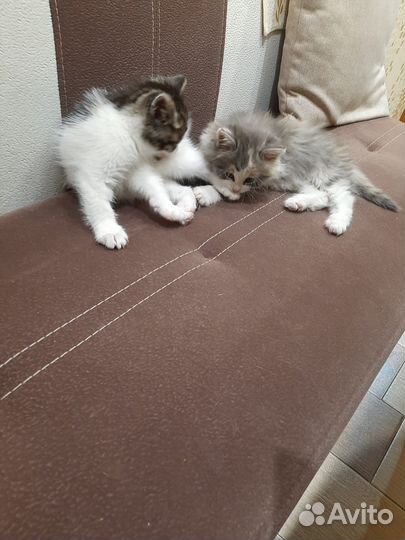 Кошка в дар бесплатно