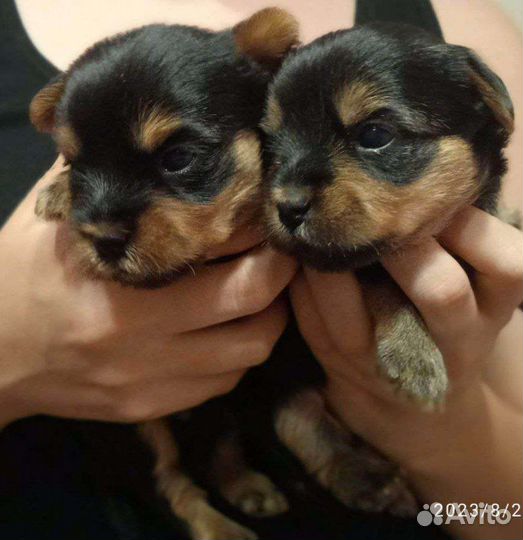 Йоркширский терьер щенки