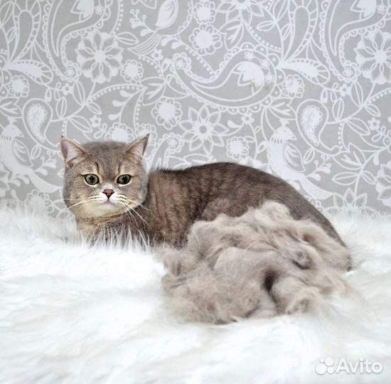 Стрижка собак