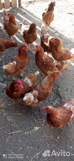 Куры несушки продам