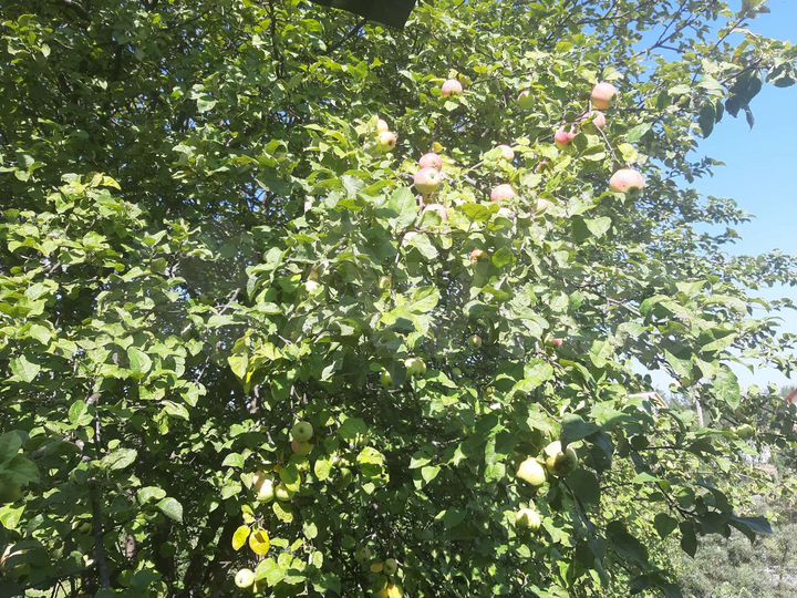 Дача 50 м² на участке 4,8 сот.