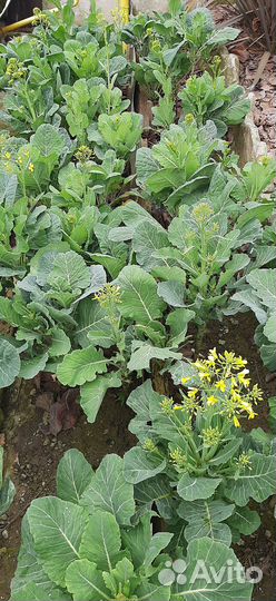 Инжир лаханы розы ростения