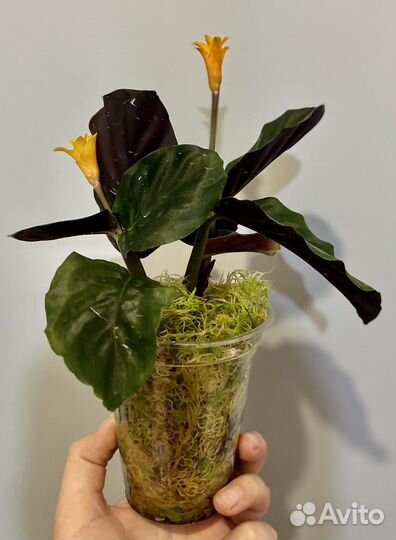 Калатея кроката