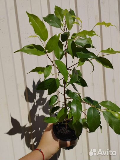 Фикусы Бенжамина, декабрист, драцена Маргината