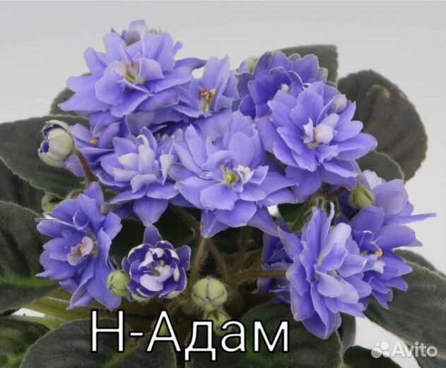 Детки сортовых фиалок