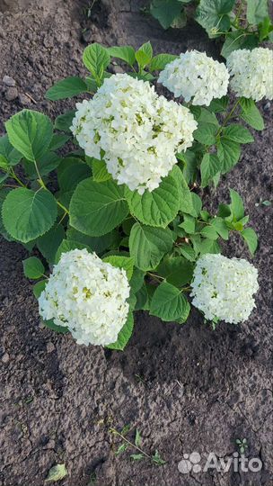 Гортензия крупнолистная саженцы