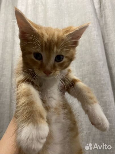 Котята Мейн-Кун метис