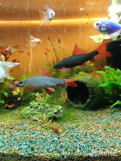 Аквариумные рыбки Лабео и Боция-клоун большие