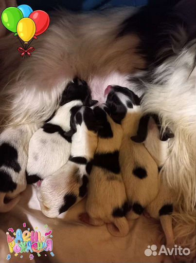 Щенки бивер йорка