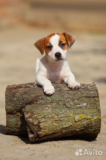 Щенки джек рассел терьер