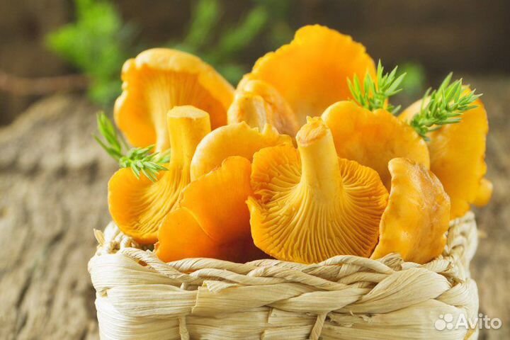 Продам грибы свежую Лисичку, маховик
