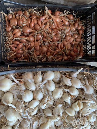 Лук шалот(сорокозубка)сладкий на репку и на зелень