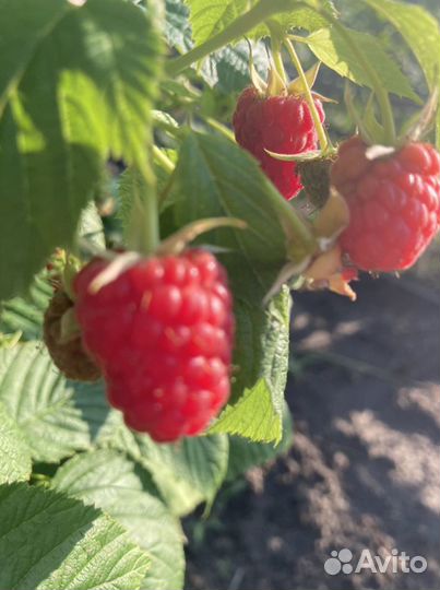 Саженцы ремонтантной малины