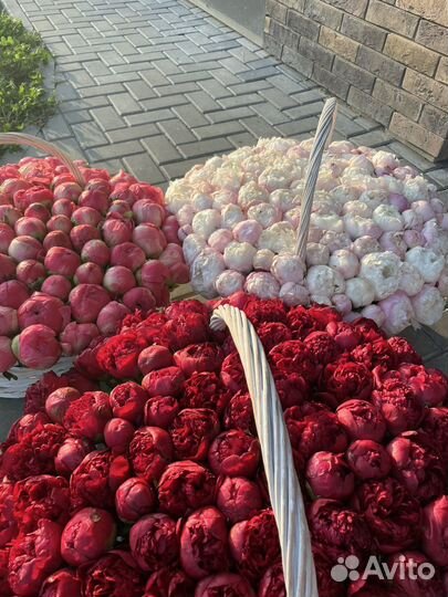 Букет пионов. Букет 101 пиона