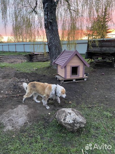 Будка для собаки