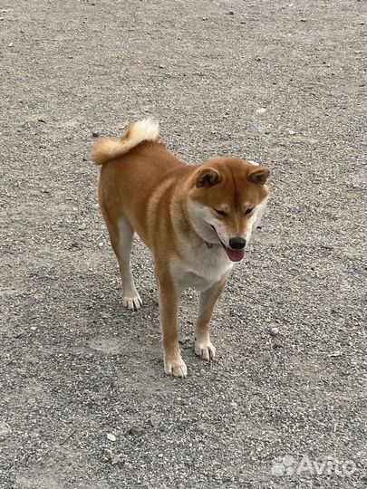 Вязка сиба ину