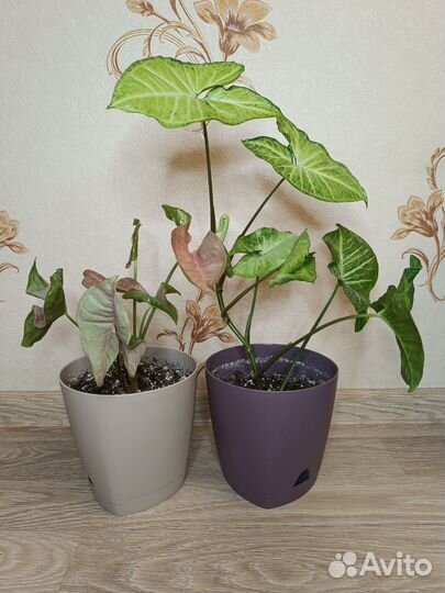 Комнатные цветы (алоэ, сингониумы) в горшках