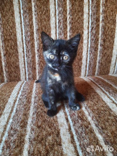 Кошки в добрые руки бесплатно