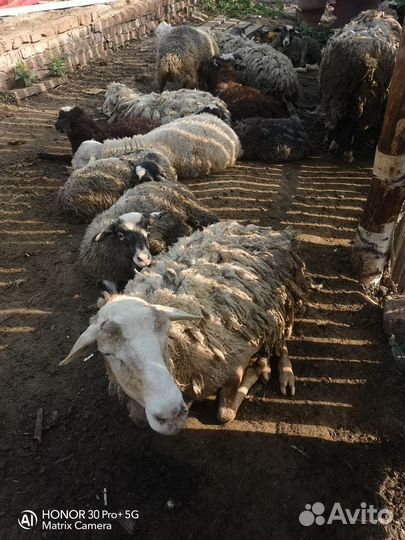 Овцы оптом