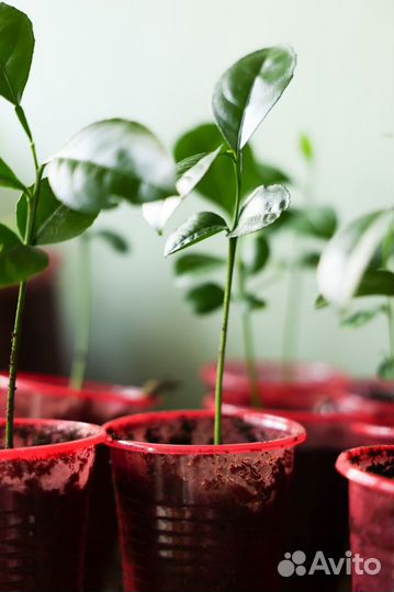 Саженцы цитрусовых