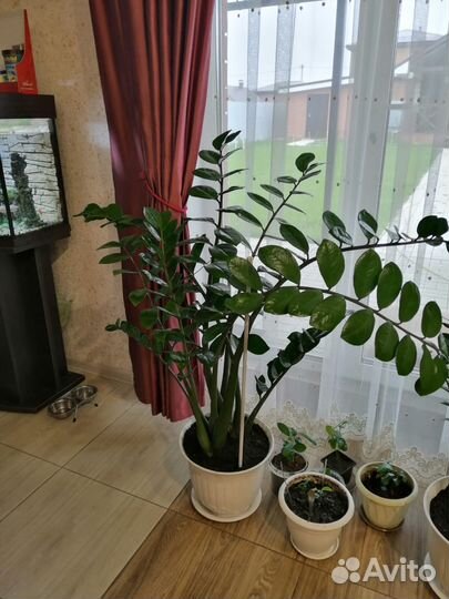 Замиокулькас