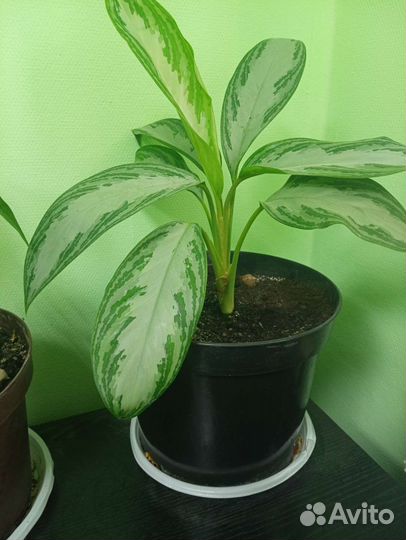 Аглаонема сильвер бей