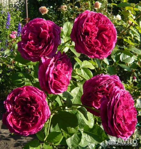 Роза фальстаф фото и описание отзывы зимостойкость