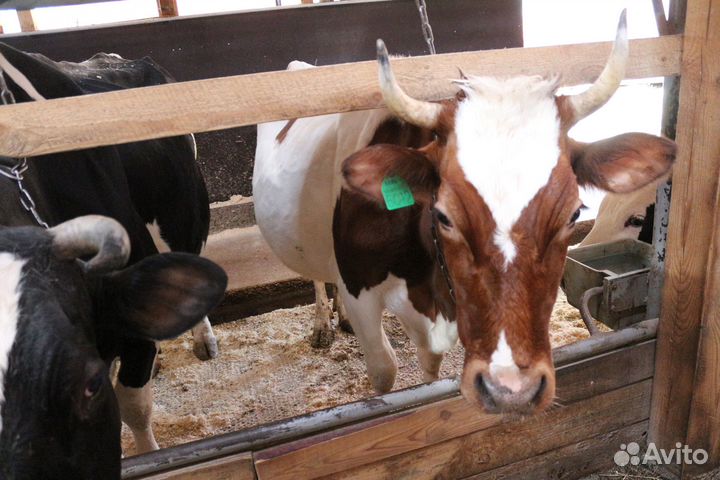 Коровы дойные молочные