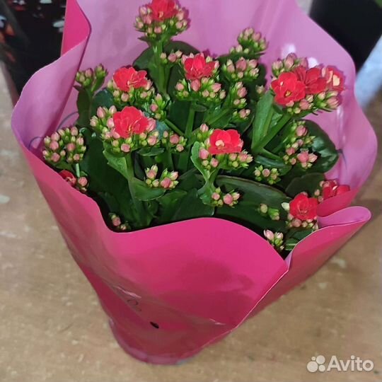 Комнатные цветы, растения